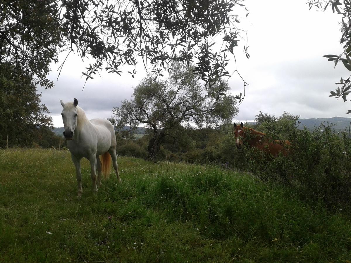 Finca La Carnicera Constantina Kültér fotó
