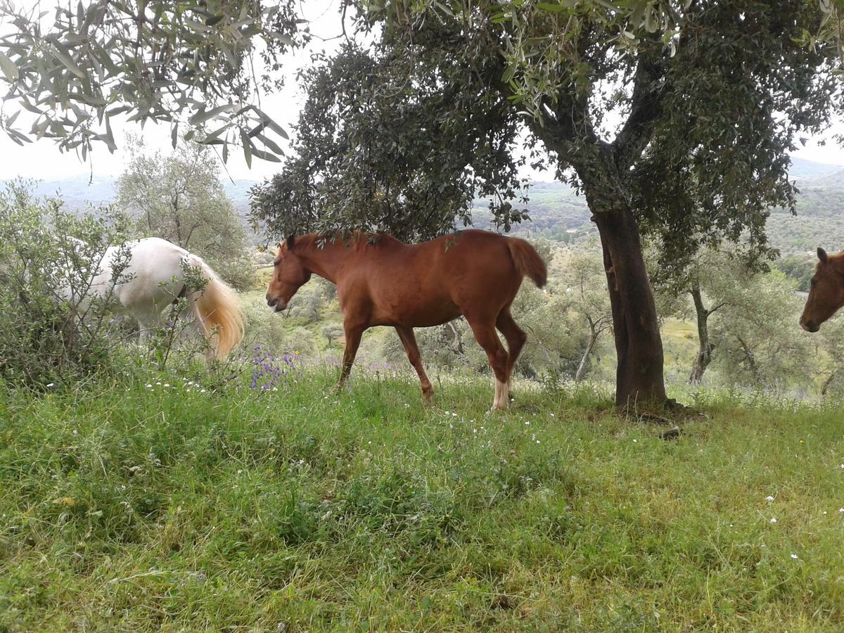 Finca La Carnicera Constantina Kültér fotó