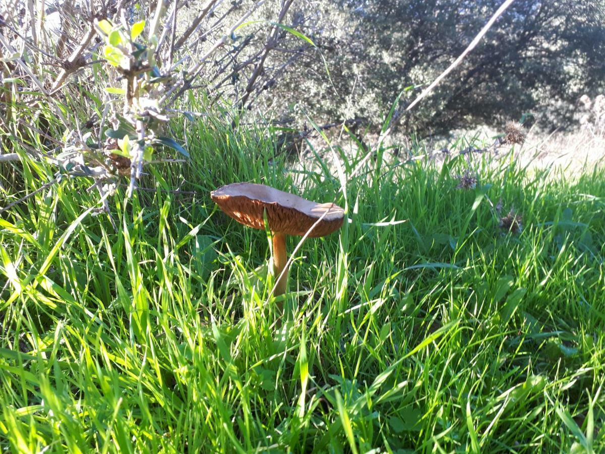 Finca La Carnicera Constantina Kültér fotó